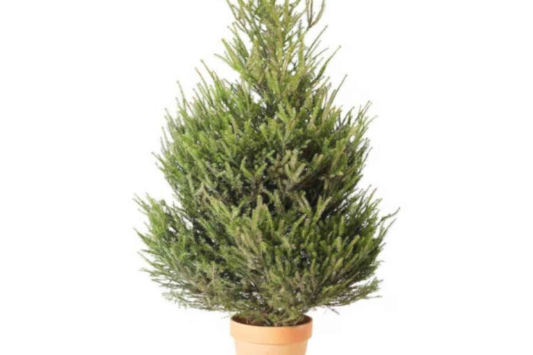 Albero Di Natale Vero Di IKEA Per Prepararsi Alle Feste Natalizie