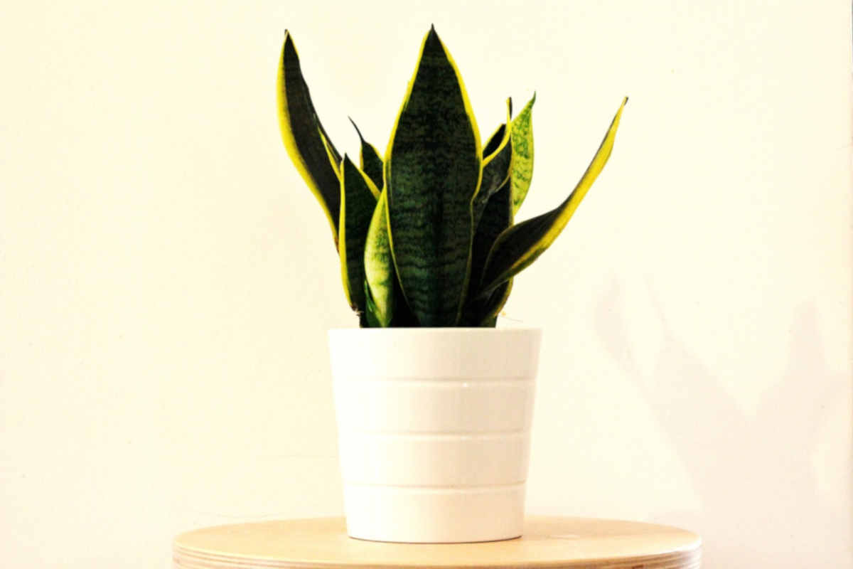 Sansevieria, pianta da interno