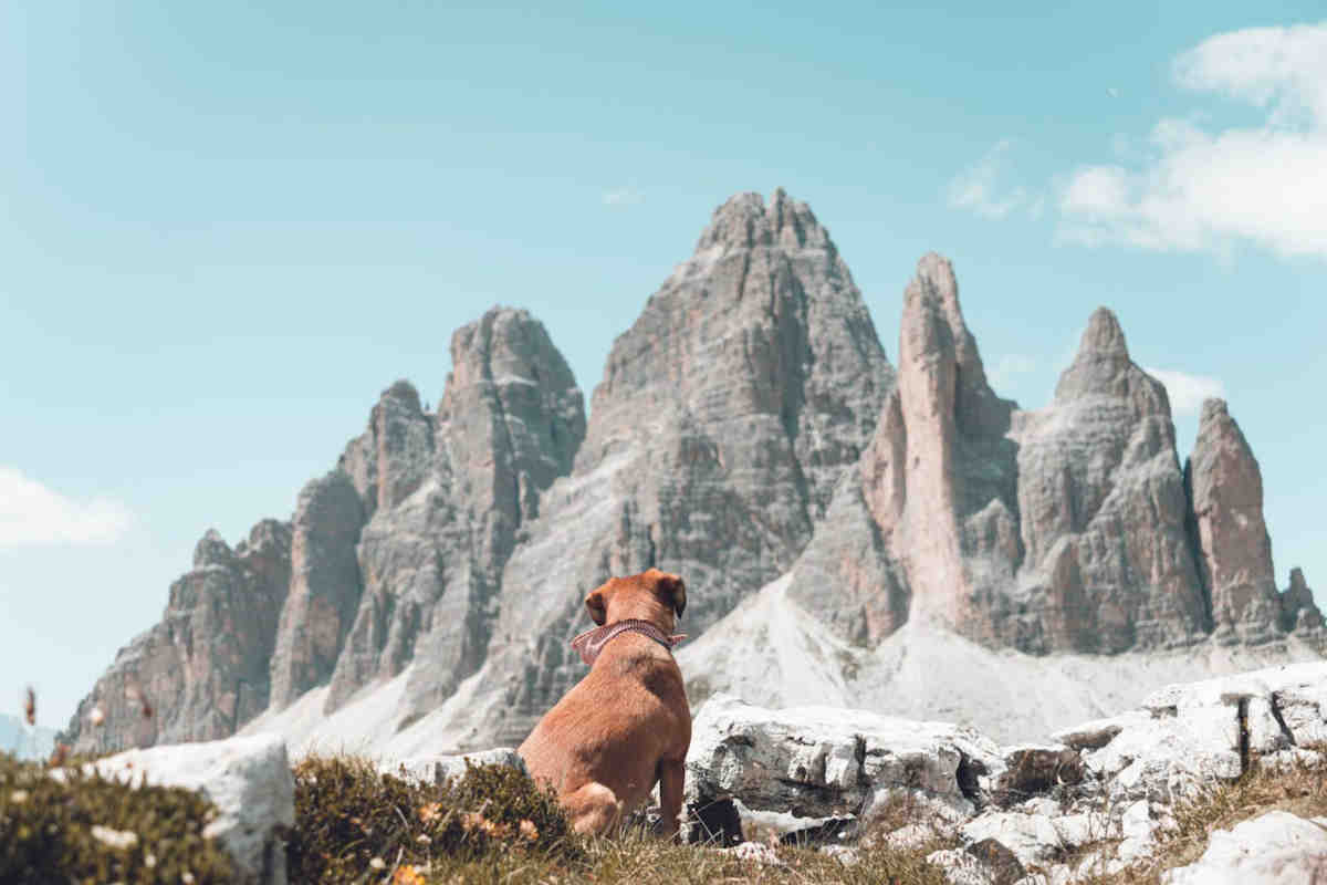 Vacanze in montagna con il cane