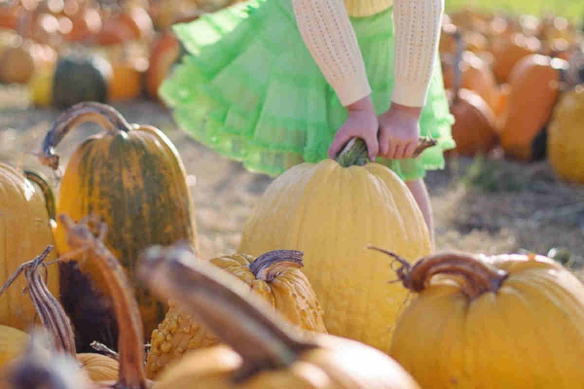 Campo di zucche ad Halloween