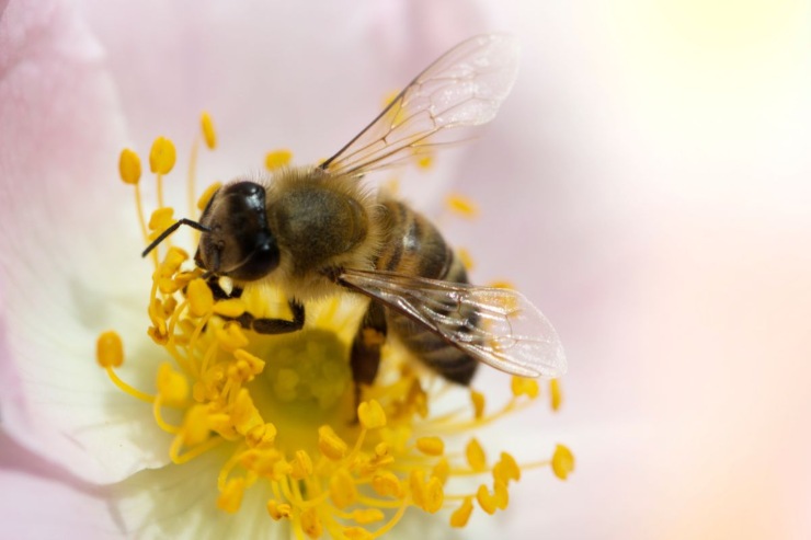 ape su fiore