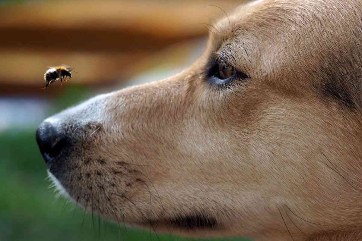 muso di un cane e un'ape