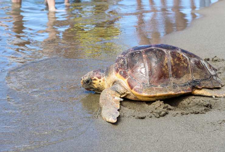 tartaruga Caretta Caretta sulla spiaggia