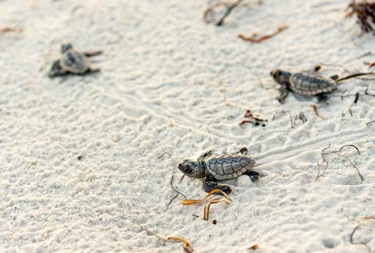 piccole tartarughe Caretta Caretta appena uscite dal guscio