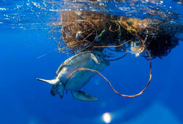 tartaruga Caretta Caretta intrappolata nei rifiuti in mare