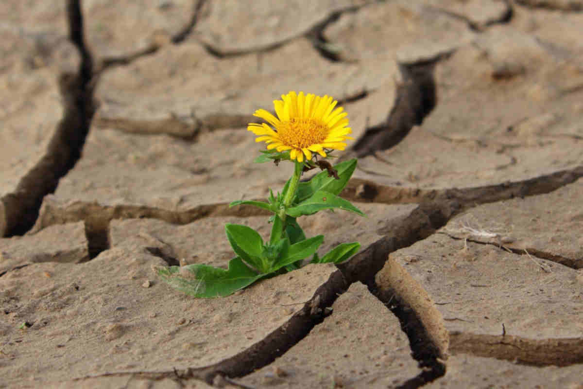 Vita nata con un fiore