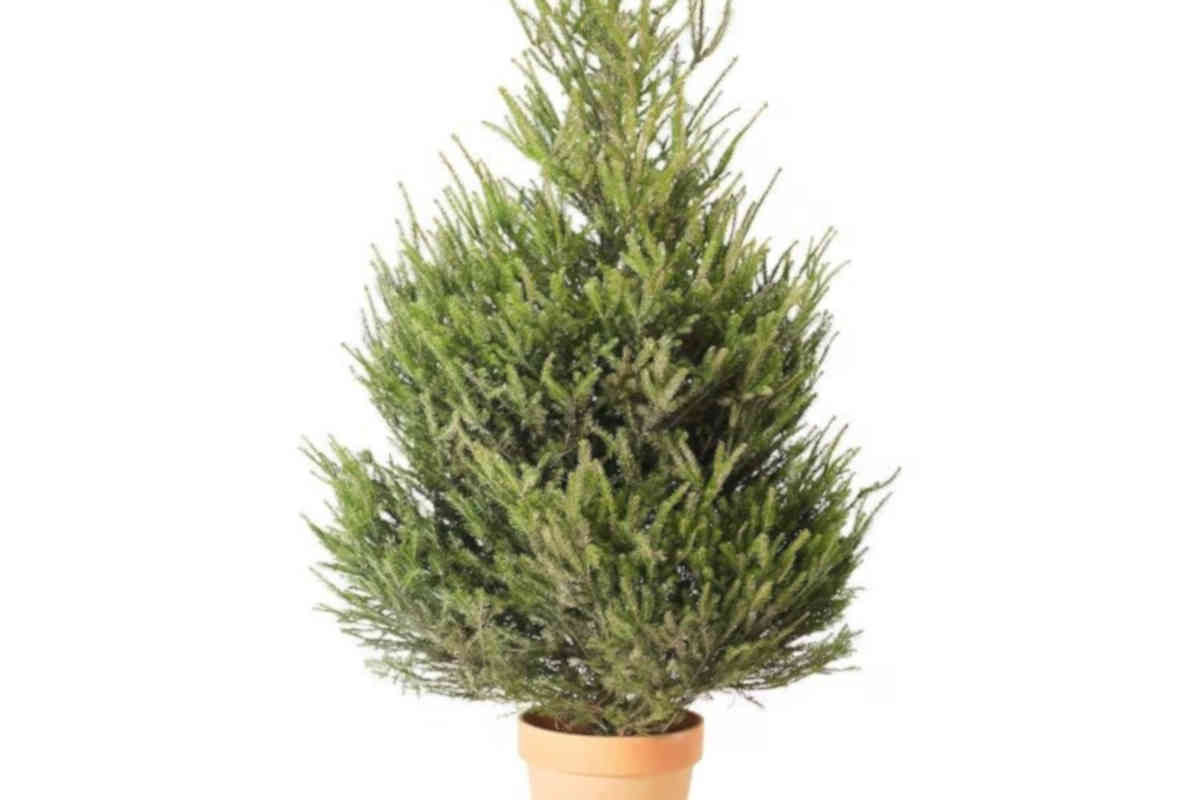 Abete, albero di Natale IKEA