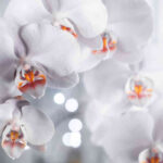 Orchidee bianche