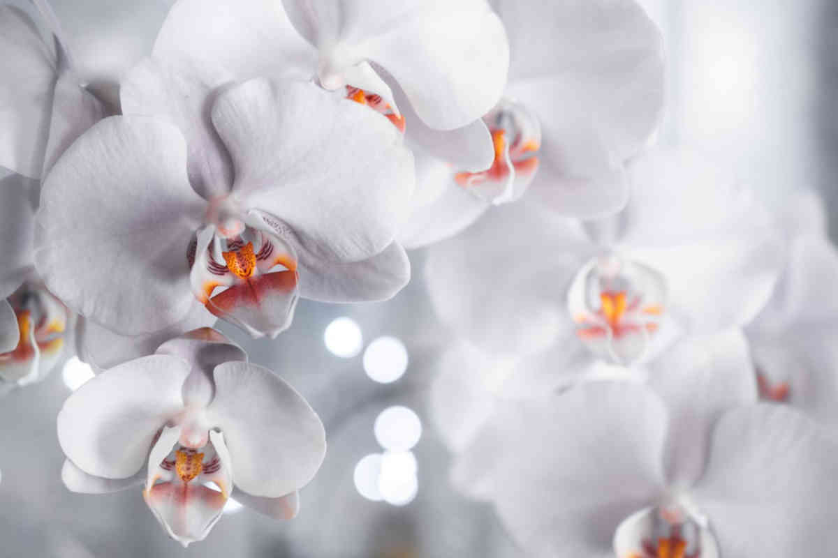 Orchidee bianche