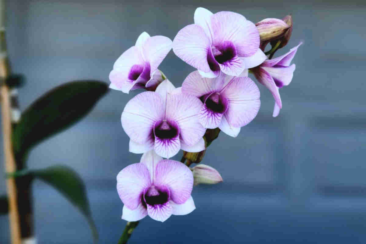 Orchidee lilla