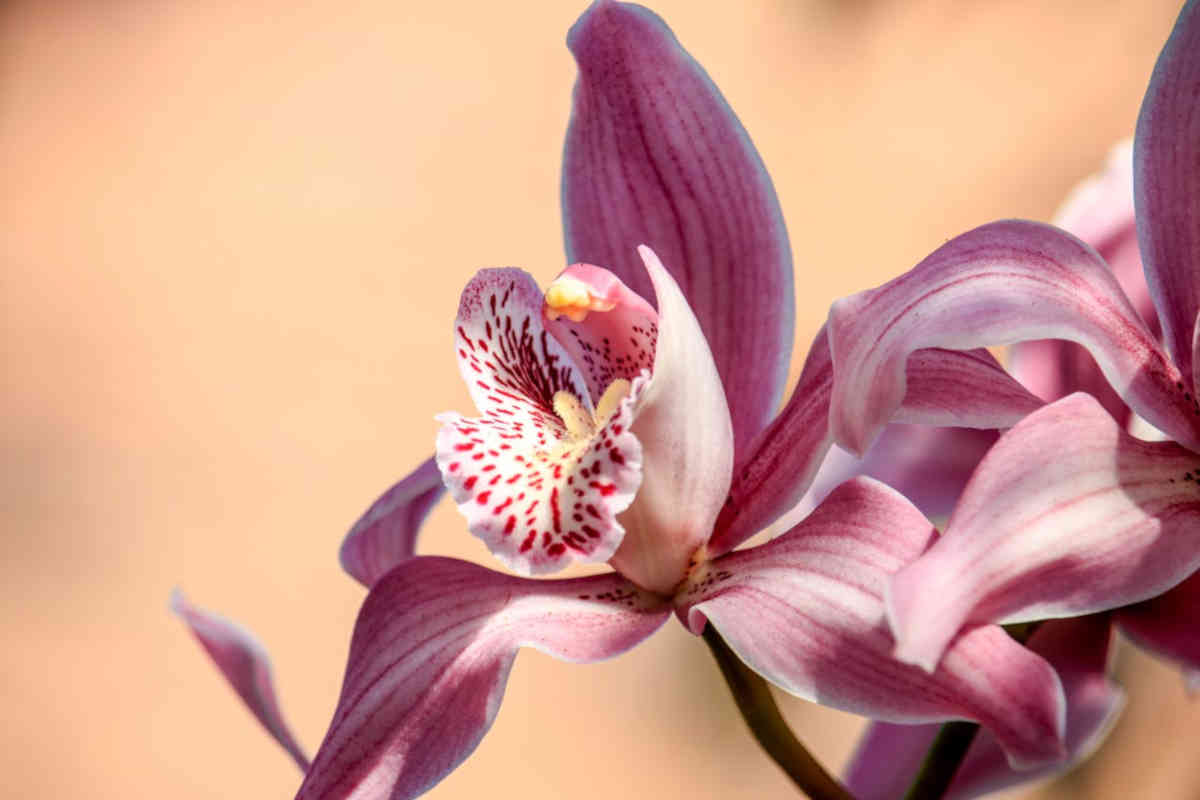 Orchidee da curare