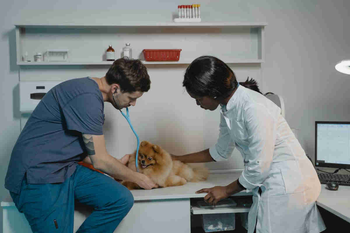 Veterinari e cane