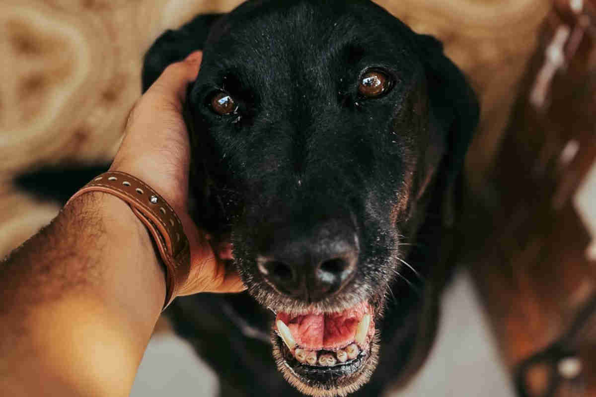 Sterilizzazione del cane