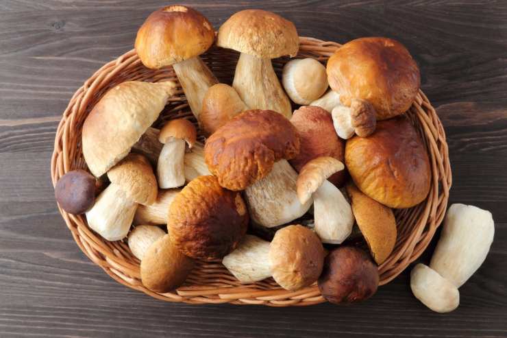 funghi porcini