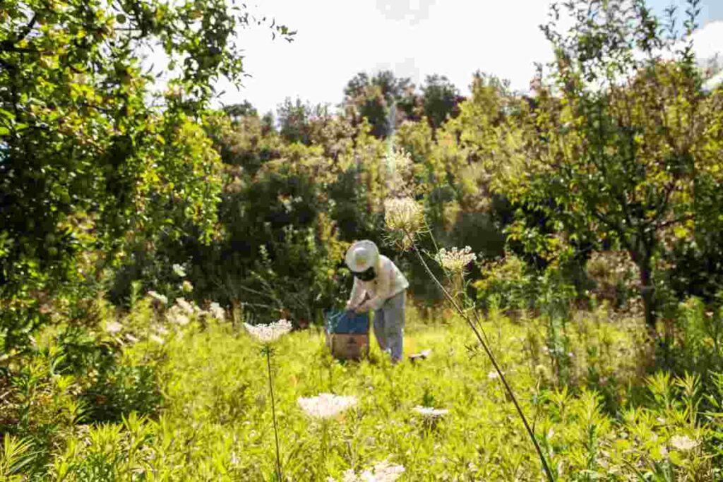 una persona che raccoglie fiori