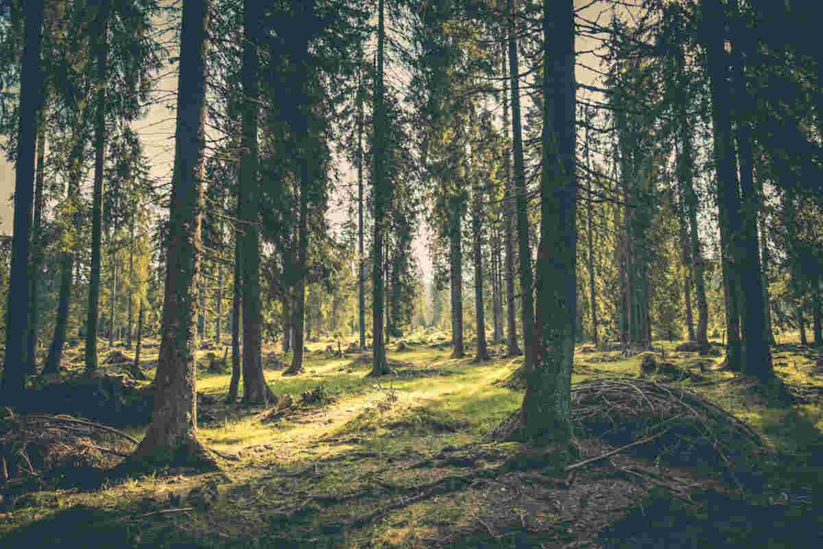 Alberi in un bosco