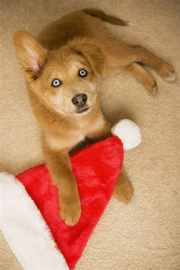 Cuccioli Natale Immagini.Regalare Cuccioli Per Natale Precauzioni Sull Acquisto Pourfemme