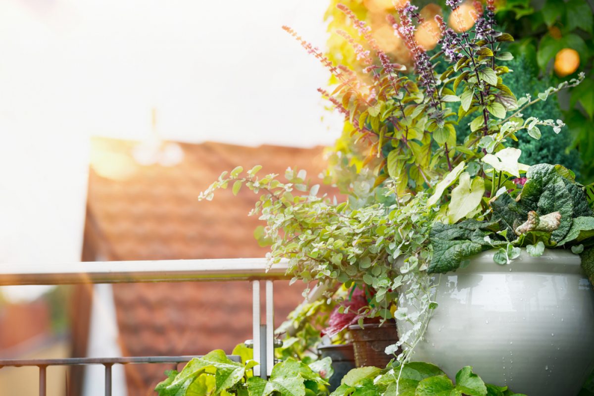 Piante Da Vaso Esterno.Piante E Fiori Da Balcone Perenni O Resistenti Quali Sono E Come Curarle Pourfemme