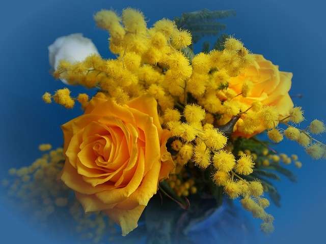 Rose e mimose